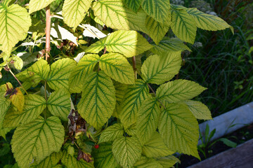 Yellow leaves with green veins. Lack of micro- or macronutrients. Magnesium chlorosis of plants....