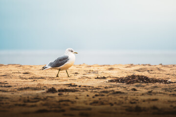 Seagull on Kvalvika beach (Kvalvika - Lofoten - Norway)
