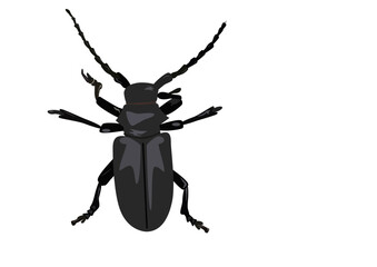 black beetle isolated on white background