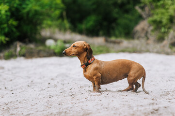 Photo, portrait of a beautiful brown shorthaired dachshund hunter dog outdoors standing on white...