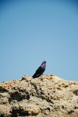 Birds on the rocks. Flight in motion. Moment. Wildlife. Rocks. Pigeons. Wild birds. Sun. Coastline. Flight. Wings. Movement