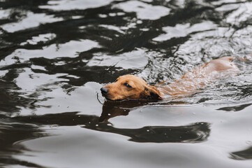 A brown short-haired dachshund hunter dog swims in the water in a lake, training. Photograph of the...