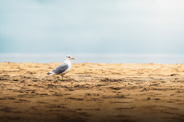 Panorama of Seagull on Kvalvika beach (Kvalvika - Lofoten - Norway)