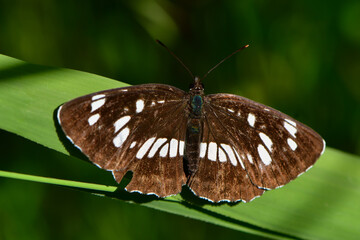 日光戦場ヶ原や長野の高原で初夏から夏に見られるチョコレート色のフタスジチョウ