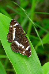 初夏から夏に高原や公園で見られるチョコレート色の身近なチョウ、イチモンジチョウ