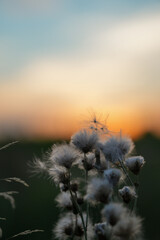 Soft, white wildflowers stand out against a vibrant orange and blue sunset, creating a peaceful...