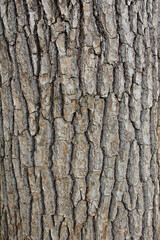 Fototapeta premium Closeup texture of natural tree bark background. Rough surface of tree trunk. 