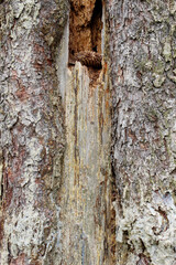 Closeup texture of natural tree bark background. Rough surface of cracked trunk. 