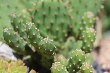 opuntia fragilis róż humifusa kaktus