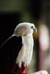 bird of prey