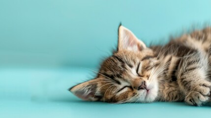 Cute kitten sleeping peacefully on a light turquoise background. Adorable close-up of a striped kitten napping comfortably.