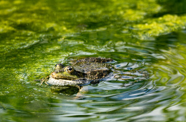 Green frog in pond full of algae