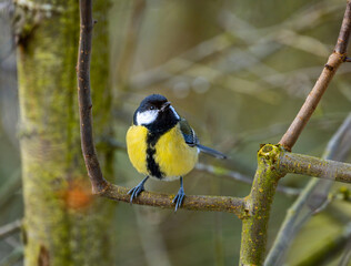 Great tit bird sitting on the branch of a tree