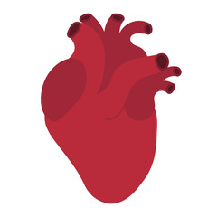 Realistic human heart flat icon on white background. Vector illustration