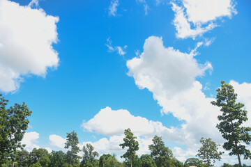Green trees in the rice fields
