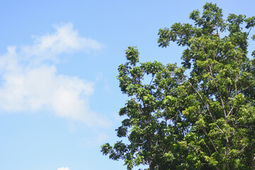 Neem tree tops against the sky