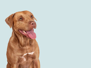 Cute brown dog. Close-up, indoors. Studio photo