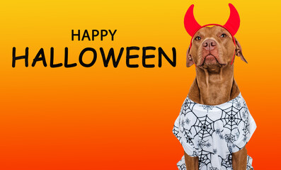 Happy Halloween. Cute dog and devil's horns