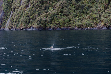 Dolphin swimming in the water at MIlford Sound, New Zealand