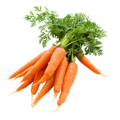 Organic natural isolated image of bunch fresh carrots with green tops on white background. 