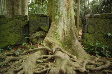The roots of a large, old tree are creeping and damaging the pathways and mossy stone walls 