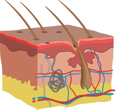 human skin anatomy illustration