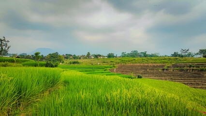 Tranquil Terraced Rice Fields Under Overcast Skies
