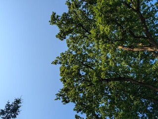 green leaves and blue sky