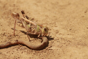 砂地で死んだミミズを食べるバッタ