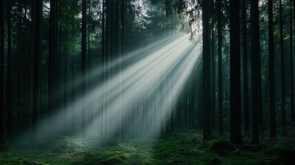 Obraz premium A tranquil forest scene with a sunbeam piercing through the trees, creating a magical atmosphere