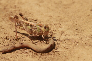砂地で死んだミミズを食べるバッタ
