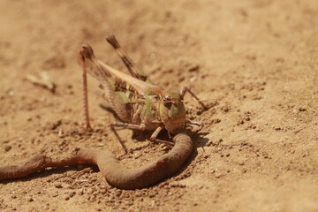 砂地で死んだミミズを食べるバッタ