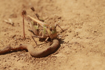 砂地で死んだミミズを食べるバッタ