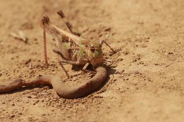 砂地で死んだミミズを食べるバッタ