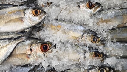 Fresh fish on ice in the shop
