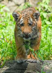 amur tiger cub