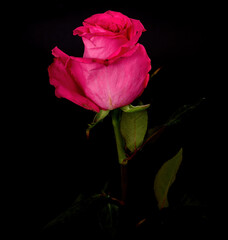 Colorful Floral Arrangement isolated