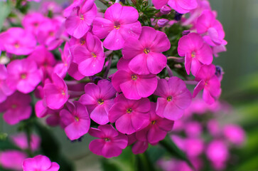 purple phlox flowers in the garden
