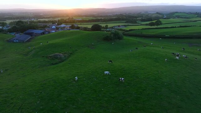 Before the sunset, aerial view of cows grazing on a green hillside of Tandle Hill in Oldham, Greater Manchester. 
