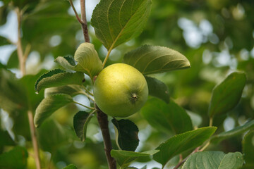 a green apple on a branch with green leaves