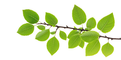 Naklejka premium Fresh green leaves on a branch, cut out