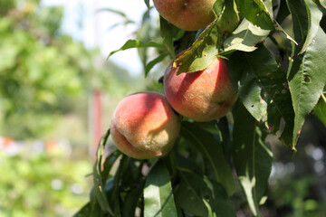 Close-up of three peaches growing on a tree branch, bathed in warm sunlight