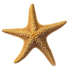 starfish isolated on white background