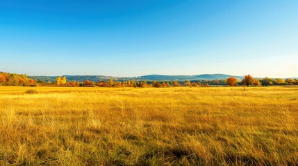 Obraz premium Vast autumn plains with golden grasses and colorful scattered trees under a clear blue sky, highlighting the expansive landscape.