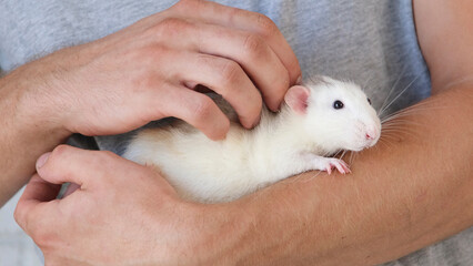 man holding two cute pet rats