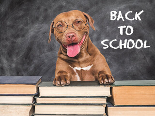 Back to school. Cute puppy and blackboard with inscription