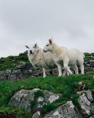 Sheeps in Scottland - Broch Dun Beag
