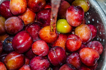 Plums in a strainer being washed before making into jam