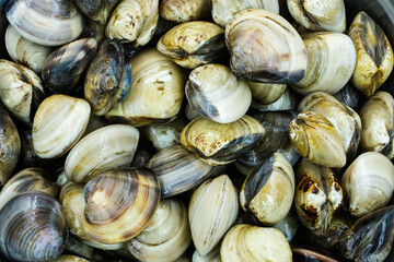 Fresh clams for seafood background