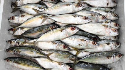 Fresh fish on ice in the shop